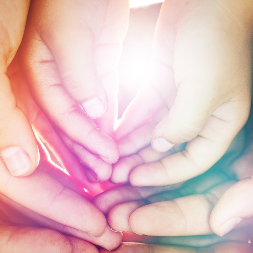 The palms of the family