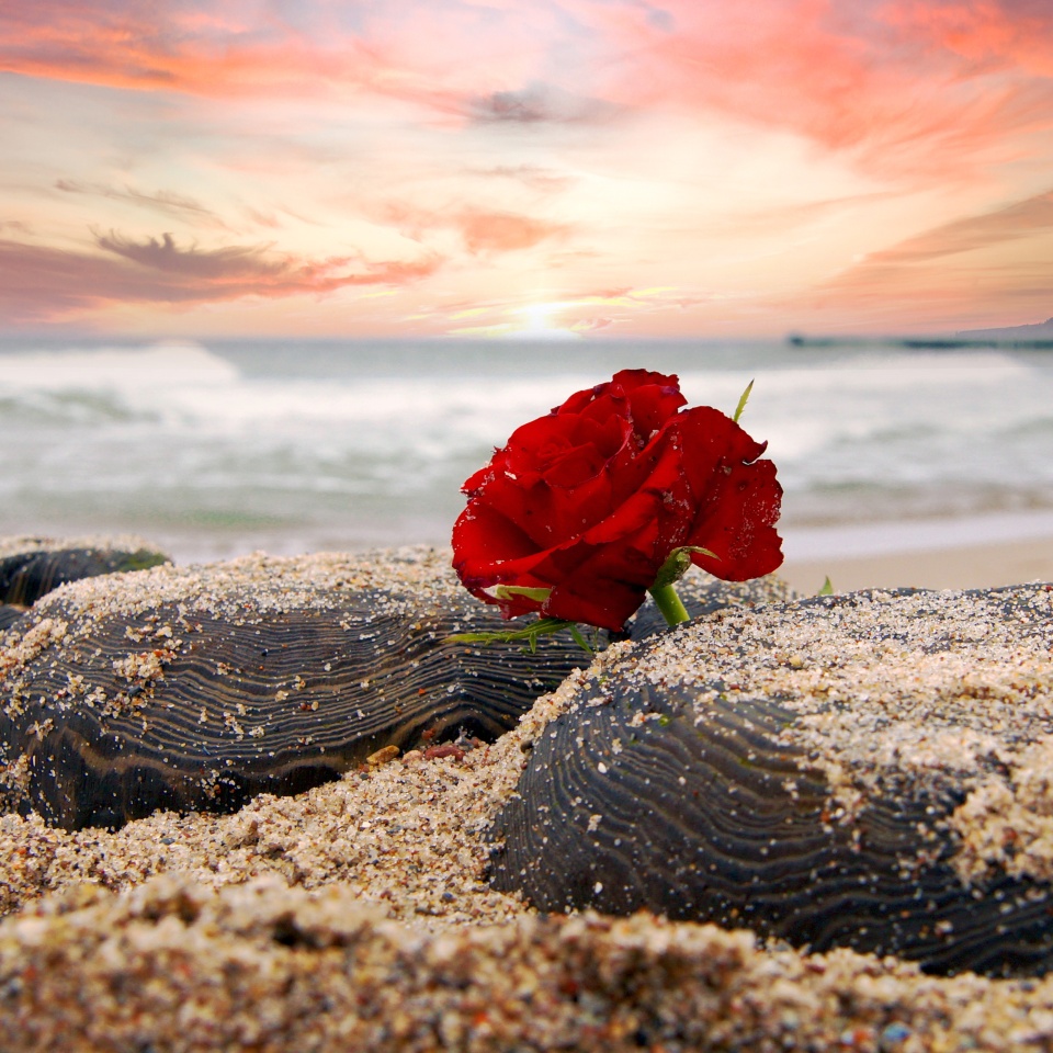Lonely Red rose flower at beach of Ocean against dramatic sky. Burial at sea concept. symbol of Funeral flower and Covid-19 Mourn during pandemic. Condolence card concept. Copy space for text
