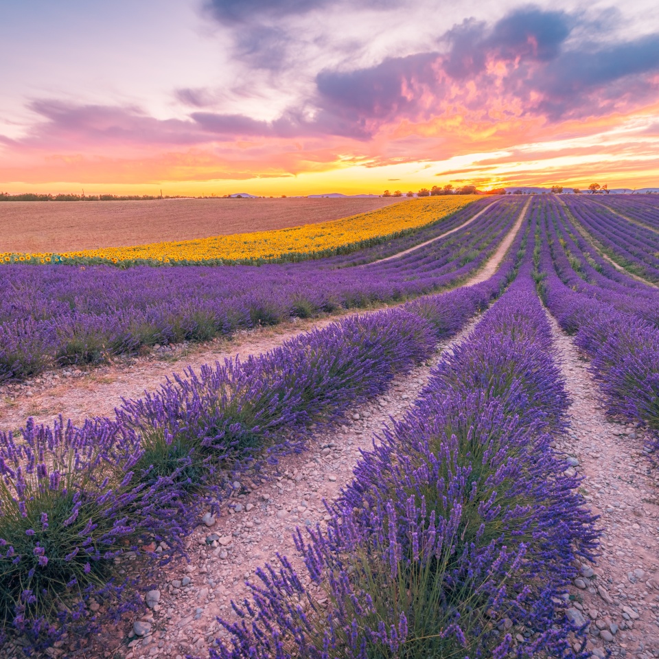 Amazing nature scene. Romantic colorful clouds sky over purple flowers. Lavender field summer sunset landscape near Valensole. Provence, France. Summer travel landscape, stunning natural blossoms