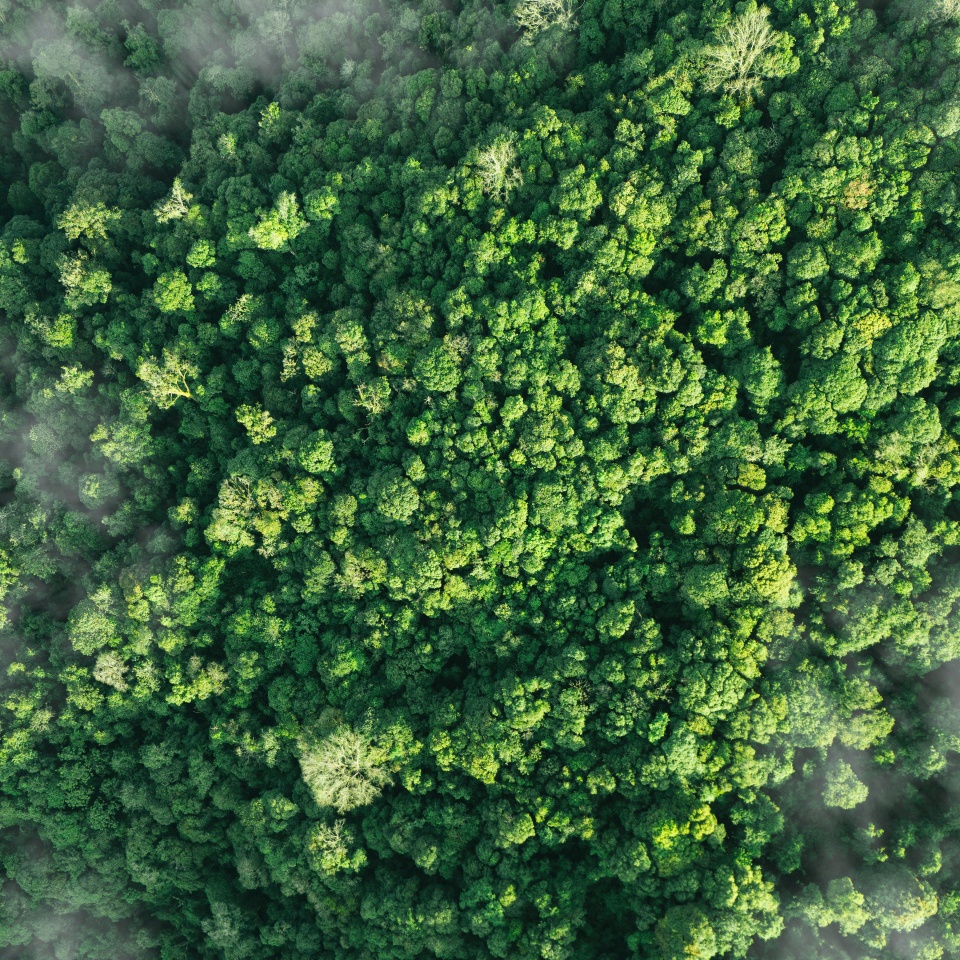 Aerial top view of green trees in forest. Green tree nature background for carbon neutrality and net zero emissions concept. Drone view of green tree captures CO2 to Sustainable green environment.