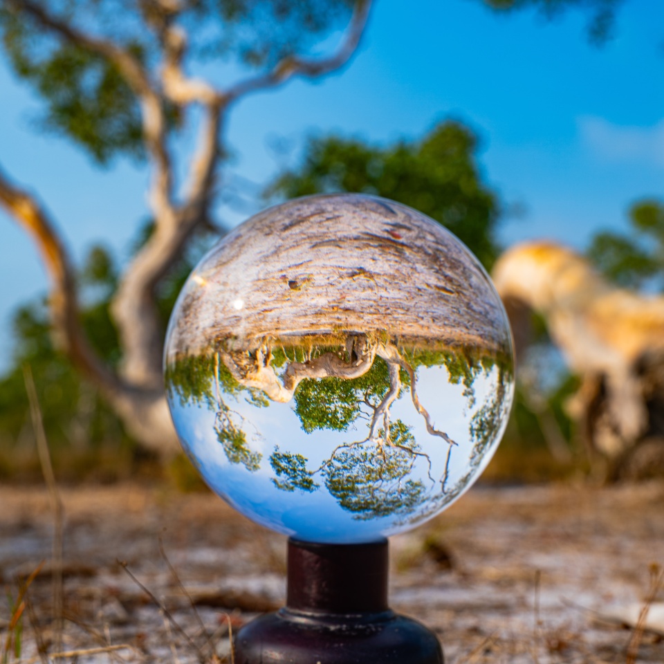 A creative photograph of a natural landscape reflected upside-down through a crystal ball placed on the ground, showcasing twisted tree trunks and greenery under a blue sky. Trees with unique beauty