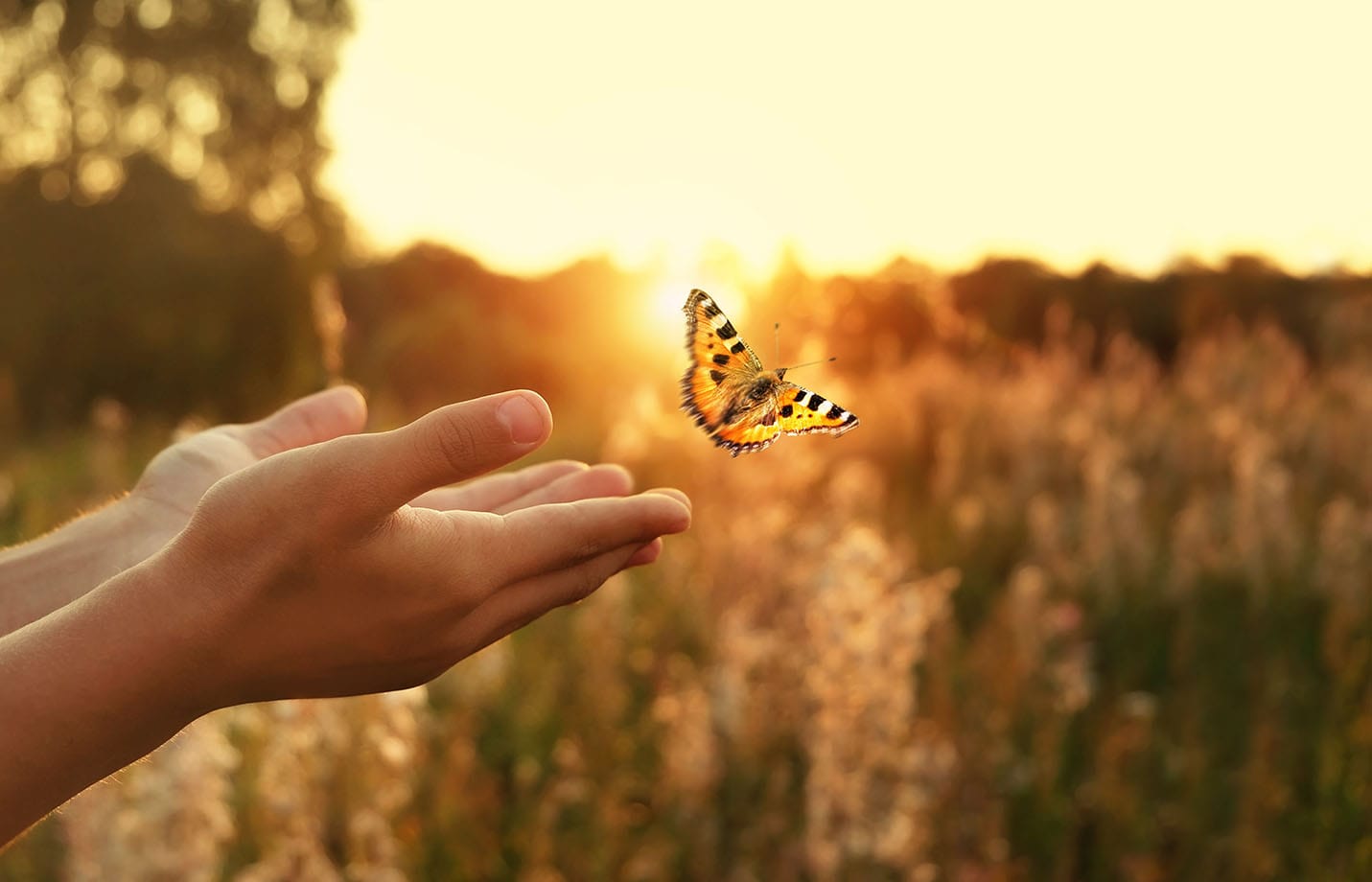 A person’s hands release a butterfly outdoors at sunset, with tall grass and trees in the background.